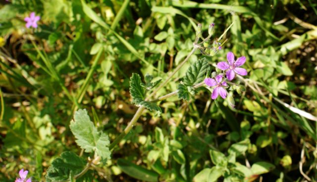 Erodium sp.